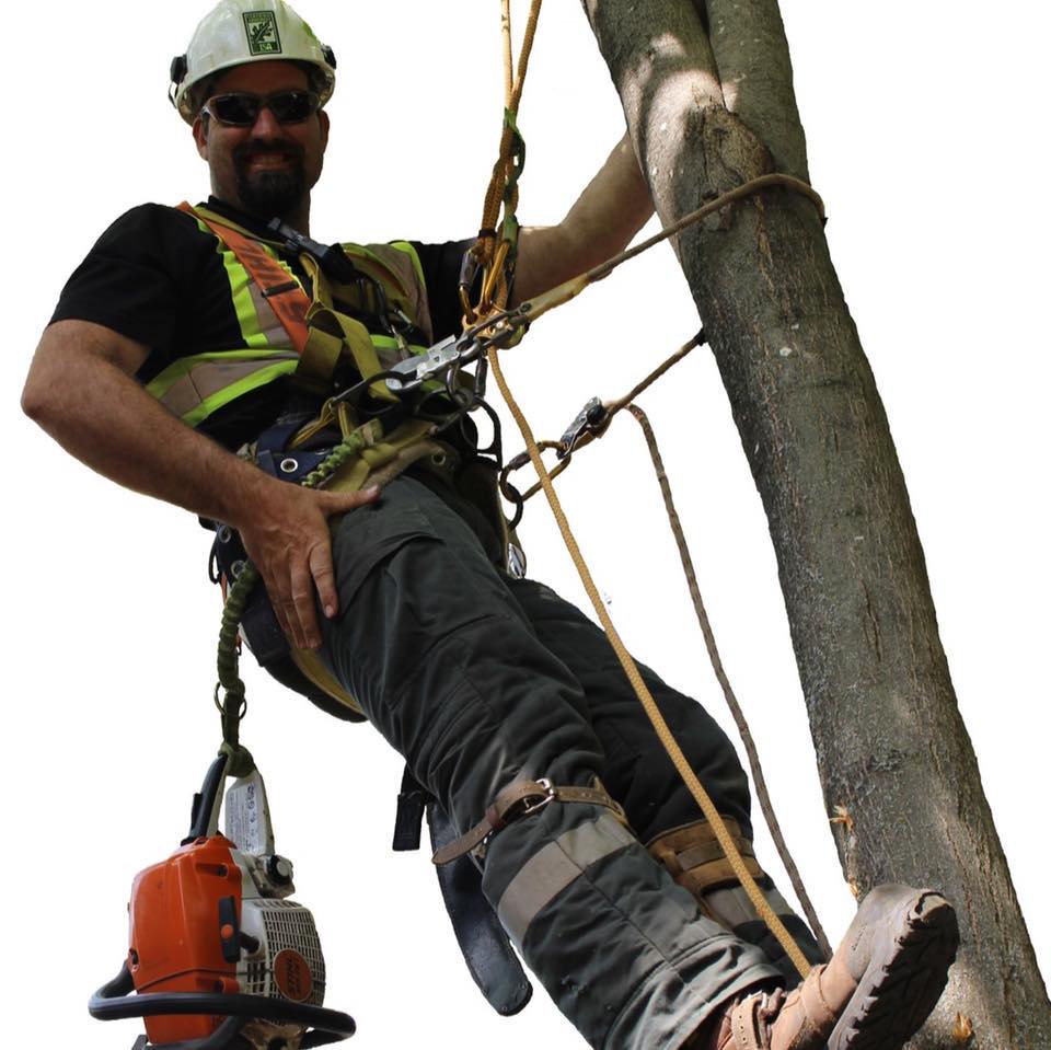 A Better View Tree Service - Tree Removal