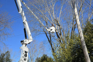 11-cutting-trees-abetterview1