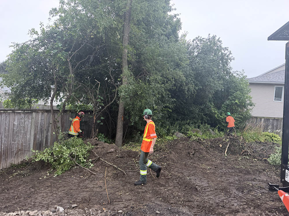 Tree cutting and cleanup 