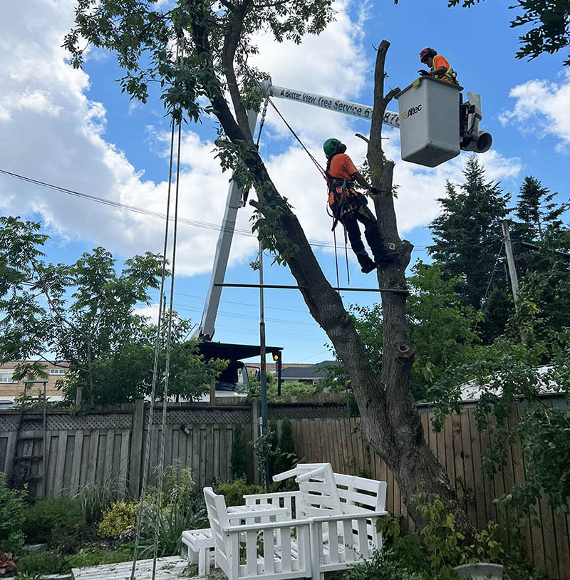 Tree felling service Eastern Ontario
