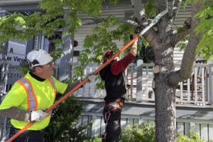 7-tree-trimming-abetterview1